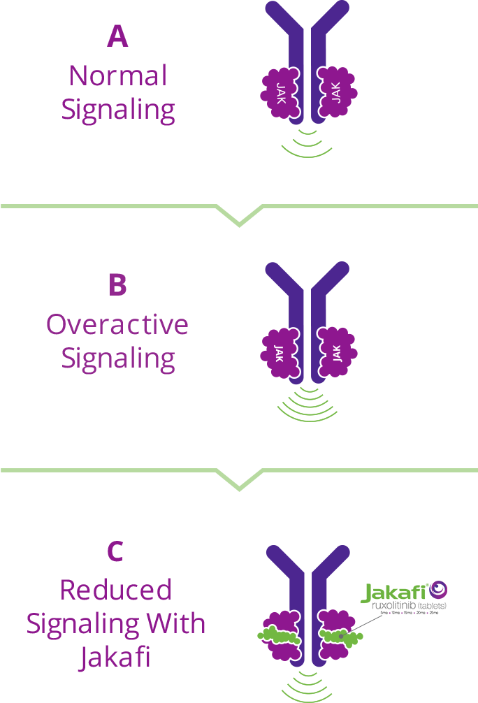 Graphic showing - A. Normal Signaling of JAK proteins, B. Overactive Signaling of JAK proteins and C. Reduced Signaling with Jakafi which helps to reduce overactive JAK signaling to help keep the production of blood cells under control.